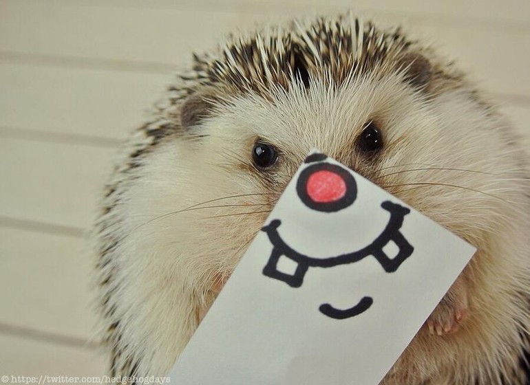Le buzz Twitter du moment : Murato the hedgehog