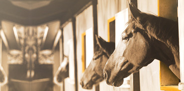 Module HorsesMarket