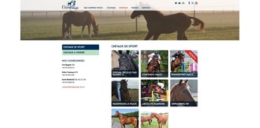 Élevage Magic - Chevaux