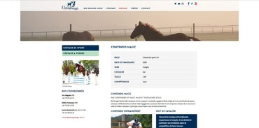 Élevage Magic - Portrait d'un cheval